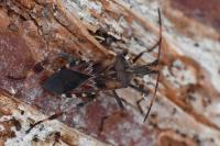 Leptoglossus occidentalis