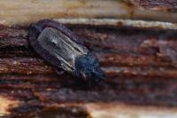 Aneurus laevis