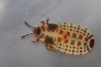 Aneurus laevis