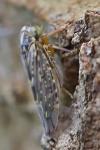 Stenidiocerus poecilus