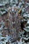 Stenidiocerus poecilus