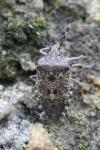 Rhaphigaster nebulosa