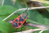 Pyrrhocoris apterus
