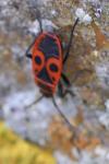 Pyrrhocoris apterus