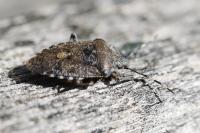 Rhaphigaster nebulosa