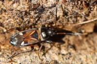 Raglius alboacuminatus