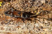 Raglius alboacuminatus