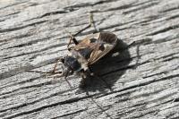 Rhyparochromus vulgaris