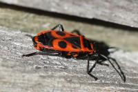 Pyrrhocoris apterus