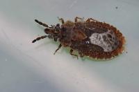 Aradus cinnamomeus