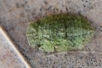 Ledra aurita