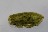Ledra aurita