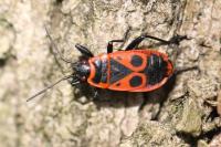 Pyrrhocoris apterus