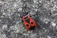 Pyrrhocoris apterus