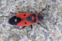 Melanocoryphus albomaculatus