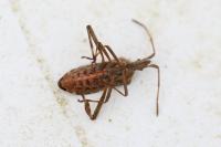 Leptoglossus occidentalis