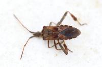 Leptoglossus occidentalis