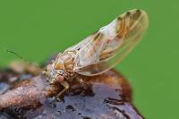 Cacopsylla fulguralis