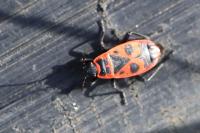 Pyrrhocoris apterus