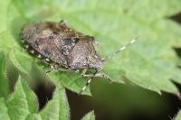 Rhaphigaster nebulosa