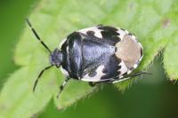 Tritomegas bicolor