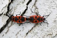 Pyrrhocoris apterus