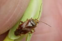 Lygus pratensis