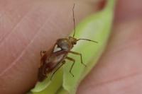Lygus pratensis