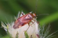 Lygus pratensis