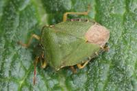 Palomena prasina
