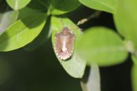 Peribalus strictus vernalis