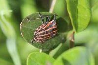 Graphosoma italicum