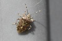 Rhaphigaster nebulosa