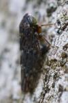 Acericerus
