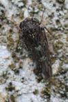 Acericerus