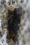 Acericerus