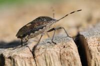 Rhaphigaster nebulosa