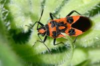 Corizus hyoscyami