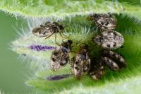 Dictyla humuli