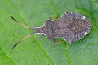 Enoplops scapha