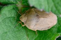 Eurygaster austriaca