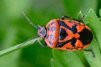 Eurydema ornata