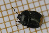 Legnotus limbosus