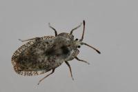 Tingis ampliata
