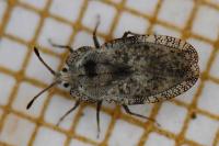 Tingis ampliata