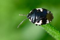 Tritomegas bicolor