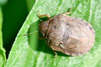 Eurygaster maura