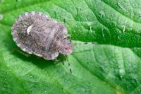 Dyroderes umbraculatus