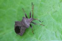 Coreus marginatus