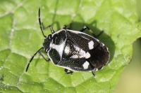 Eurydema oleracea